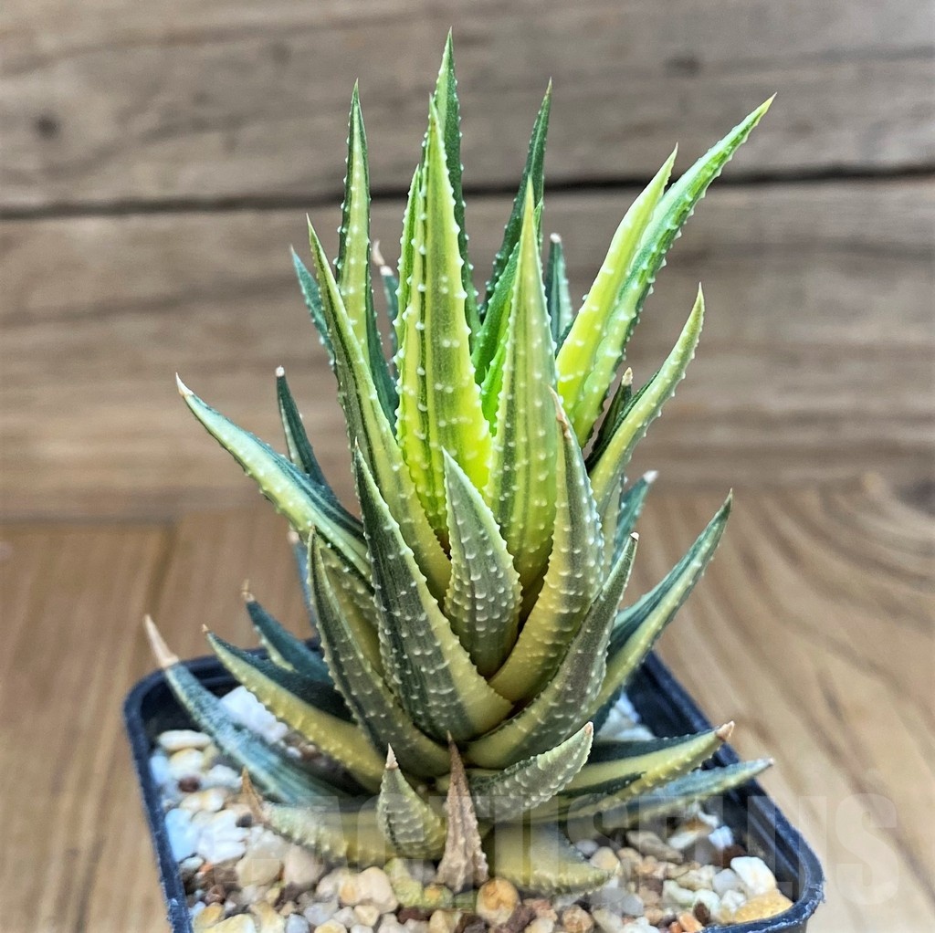 Haworthia reinwardtii hybrid f. variegata