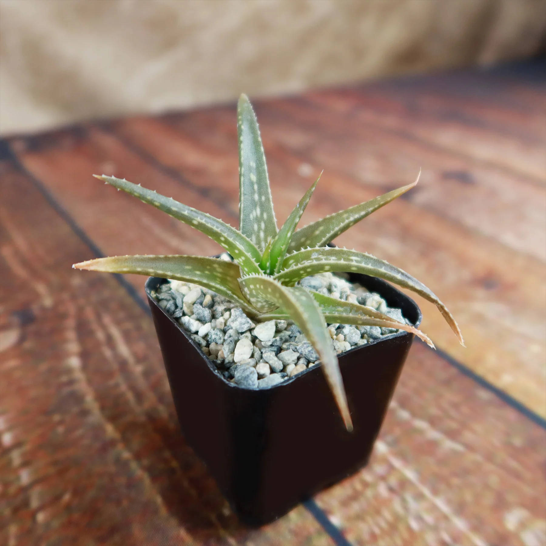 Aloe firebird hybrid