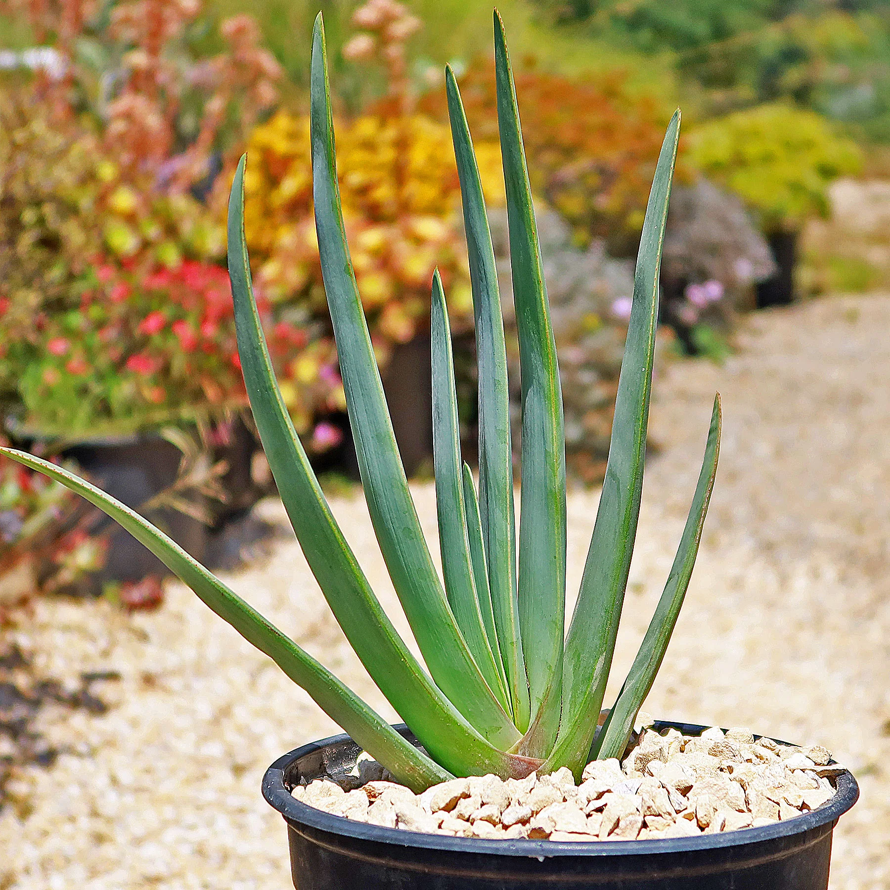 Fan Aloe – Aloe plicatilis