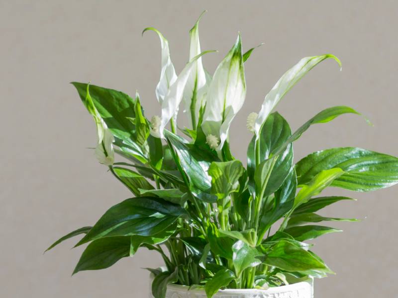 Spatifilum (Mirni ljiljan)