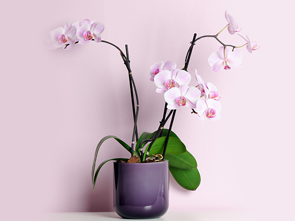 Orhideja (Phalaenopsis)