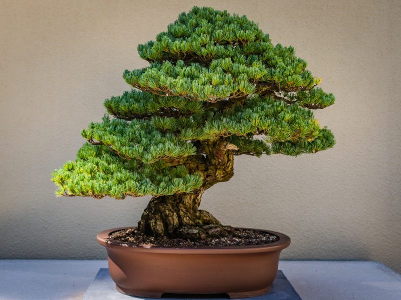 Bonsai drvo