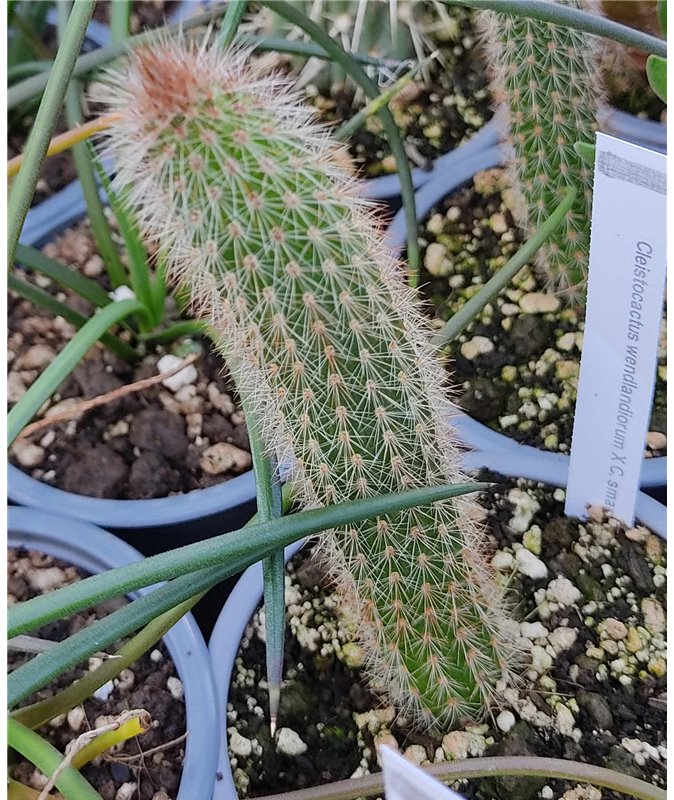 Cleistocactus wendlandiorum