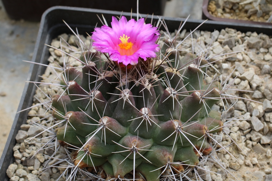 Thelocactus matudae